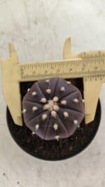 ASTROPHYTUM ASTERIAS “Purple”  Nº 815 – vaso 09 - Imagem 6