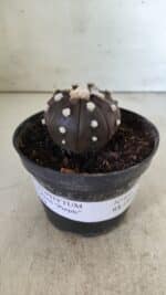 ASTROPHYTUM ASTERIAS “Purple”  Nº 816 – vaso 14 - Imagem 2