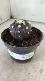 ASTROPHYTUM ASTERIAS “Purple”  Nº 816 – vaso 14 - Imagem 10