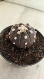 ASTROPHYTUM ASTERIAS “Purple”  Nº 816 – vaso 14 - Imagem 9