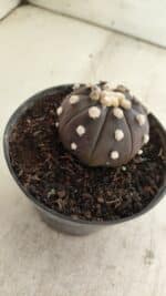 ASTROPHYTUM ASTERIAS “Purple”  Nº 816 – vaso 14 - Imagem 8