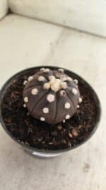 ASTROPHYTUM ASTERIAS “Purple”  Nº 816 – vaso 14 - Imagem 6