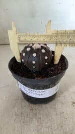 ASTROPHYTUM ASTERIAS “Purple”  Nº 816 – vaso 14