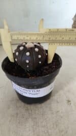 ASTROPHYTUM ASTERIAS “Purple”  Nº 816 – vaso 14 - Imagem 7