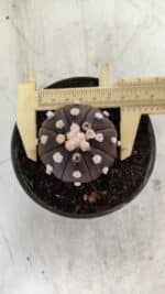 ASTROPHYTUM ASTERIAS “Purple”  Nº 816 – vaso 14 - Imagem 5