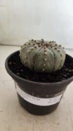 ASTROPHYTUM ASTERIAS Nº 382 – vaso 15 - Imagem 2