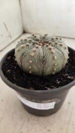 ASTROPHYTUM ASTERIAS Nº 382 – vaso 15 - Imagem 6