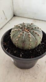ASTROPHYTUM ASTERIAS Nº 382 – vaso 15 - Imagem 9
