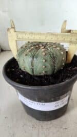 ASTROPHYTUM ASTERIAS Nº 382 – vaso 15 - Imagem 4