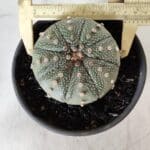 ASTROPHYTUM ASTERIAS Nº 382 – vaso 15