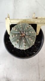 ASTROPHYTUM ASTERIAS Nº 382 – vaso 15