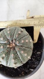 ASTROPHYTUM ASTERIAS Nº 382 – vaso 15 - Imagem 10