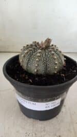 ASTROPHYTUM ASTERIAS Nº 700 – vaso 15 - Imagem 2