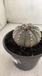 ASTROPHYTUM ASTERIAS Nº 700 – vaso 15 - Imagem 9