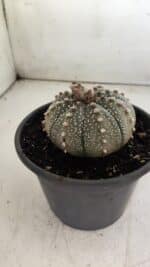 ASTROPHYTUM ASTERIAS Nº 700 – vaso 15 - Imagem 8