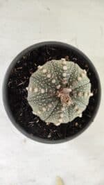 ASTROPHYTUM ASTERIAS Nº 700 – vaso 15 - Imagem 3