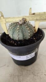 ASTROPHYTUM ASTERIAS Nº 700 – vaso 15 - Imagem 4