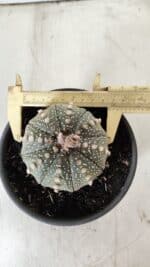 ASTROPHYTUM ASTERIAS Nº 700 – vaso 15