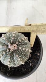 ASTROPHYTUM ASTERIAS Nº 700 – vaso 15 - Imagem 10