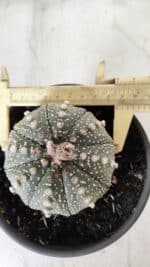 ASTROPHYTUM ASTERIAS Nº 700 – vaso 15 - Imagem 7
