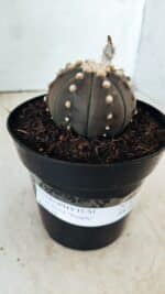 ASTROPHYTUM ASTERIAS “Purple”  Nº 810 – vaso 15 - Imagem 2