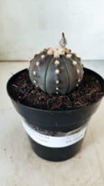 ASTROPHYTUM ASTERIAS “Purple”  Nº 811 – vaso 09 - Imagem 2