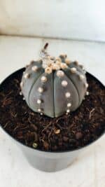 ASTROPHYTUM ASTERIAS “Purple”  Nº 810 – vaso 15 - Imagem 8