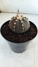 ASTROPHYTUM ASTERIAS “Purple”  Nº 810 – vaso 15 - Imagem 7