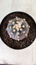 ASTROPHYTUM ASTERIAS “Purple”  Nº 810 – vaso 15 - Imagem 3