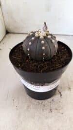 ASTROPHYTUM ASTERIAS “Purple”  Nº 810 – vaso 15 - Imagem 6