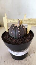 ASTROPHYTUM ASTERIAS “Purple”  Nº 810 – vaso 15 - Imagem 5