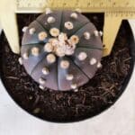 ASTROPHYTUM ASTERIAS “Purple”  Nº 810 – vaso 15