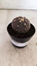 ASTROPHYTUM ASTERIAS “Purple”  Nº 811 – vaso 09 - Imagem 12