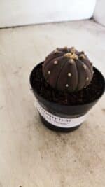 ASTROPHYTUM ASTERIAS “Purple”  Nº 811 – vaso 09 - Imagem 11