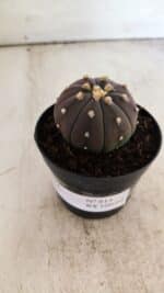 ASTROPHYTUM ASTERIAS “Purple”  Nº 811 – vaso 09 - Imagem 10