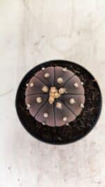 ASTROPHYTUM ASTERIAS “Purple”  Nº 811 – vaso 09 - Imagem 3