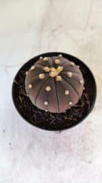ASTROPHYTUM ASTERIAS “Purple”  Nº 811 – vaso 09 - Imagem 7