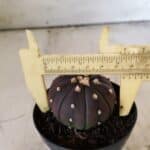 ASTROPHYTUM ASTERIAS “Purple”  Nº 811 – vaso 09