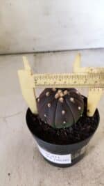 ASTROPHYTUM ASTERIAS “Purple”  Nº 811 – vaso 09 - Imagem 4