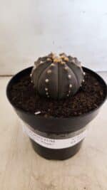 ASTROPHYTUM ASTERIAS “Purple”  Nº 812 – vaso 15 - Imagem 2