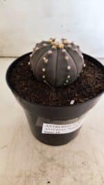 ASTROPHYTUM ASTERIAS “Purple”  Nº 812 – vaso 15 - Imagem 8