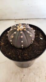 ASTROPHYTUM ASTERIAS “Purple”  Nº 812 – vaso 15 - Imagem 7