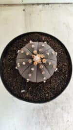 ASTROPHYTUM ASTERIAS “Purple”  Nº 812 – vaso 15 - Imagem 3