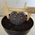 ASTROPHYTUM ASTERIAS “Purple”  Nº 812 – vaso 15
