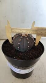 ASTROPHYTUM ASTERIAS “Purple”  Nº 812 – vaso 15