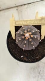 ASTROPHYTUM ASTERIAS “Purple”  Nº 812 – vaso 15 - Imagem 5