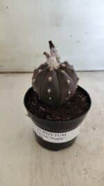 ASTROPHYTUM ASTERIAS “Purple”  Nº 813 – vaso 09 - Imagem 2