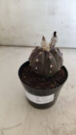 ASTROPHYTUM ASTERIAS “Purple”  Nº 813 – vaso 09 - Imagem 9