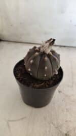 ASTROPHYTUM ASTERIAS “Purple”  Nº 813 – vaso 09 - Imagem 8