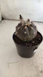 ASTROPHYTUM ASTERIAS “Purple”  Nº 813 – vaso 09 - Imagem 6